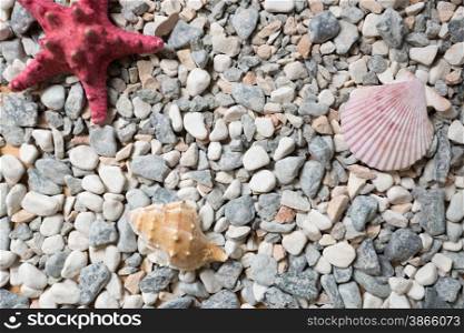 Texture of seashore covered by colorful pebbles, seashells and starfishes