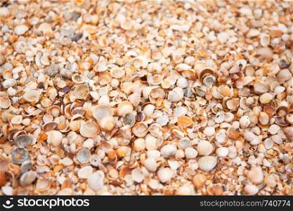 Texture of shell beach. Concept of travel, tourism, leisure, relaxation. Background for design mockup, screensaver for device, content for social media. Horizontal. Selective focus