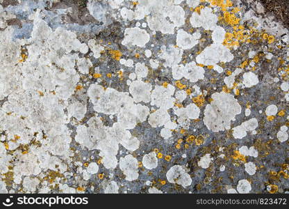 texture of stone covered with mold. background. texture of stone covered with mold