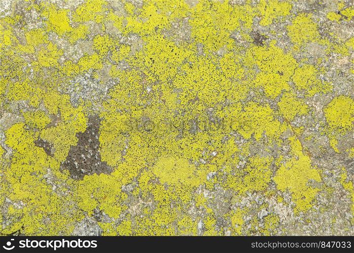 Texture of stone lichen, background.