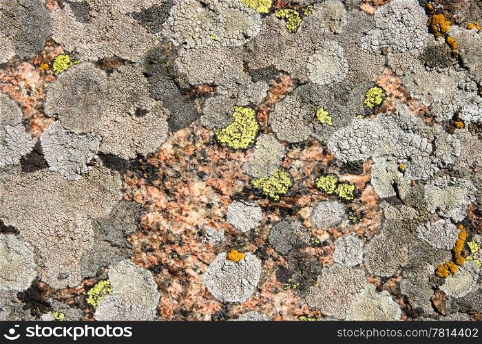 texture of stone, moss, lichen