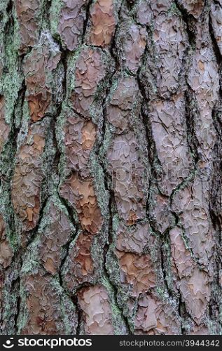Texture of the bark of old pine tree