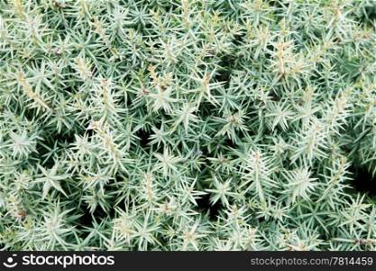 Texture of the branches of juniper (Juniperus communis)