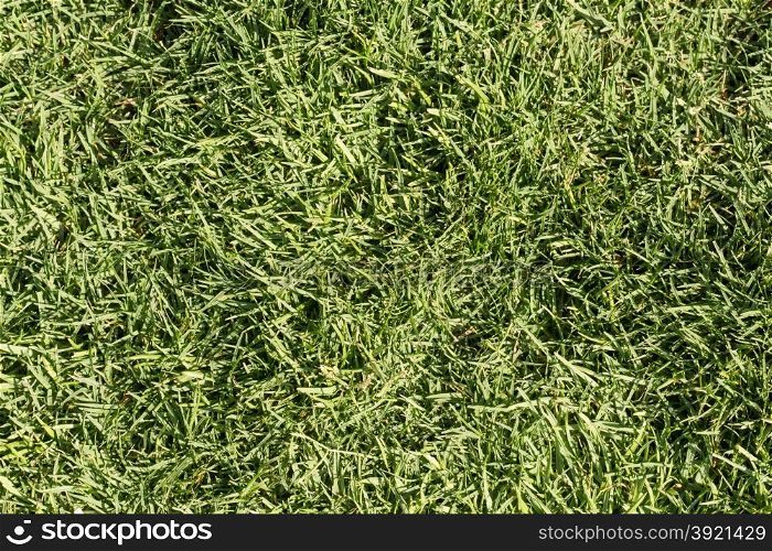 Texture of the field of green grass