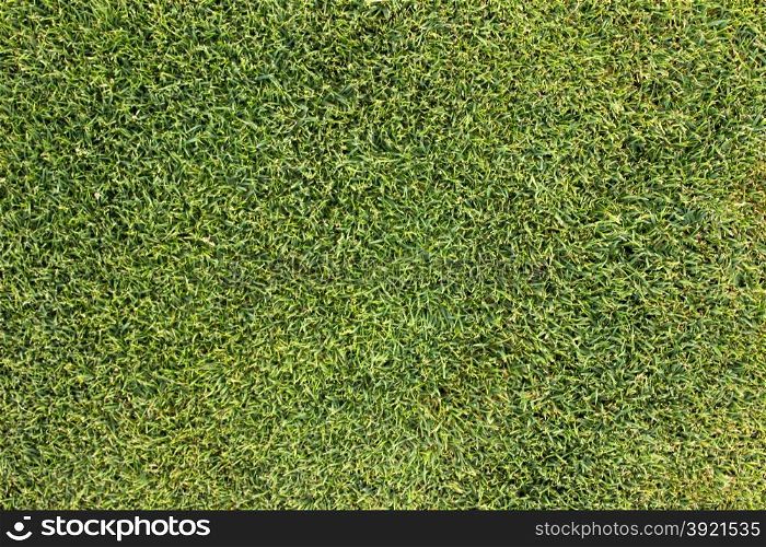 Texture of the field of green grass