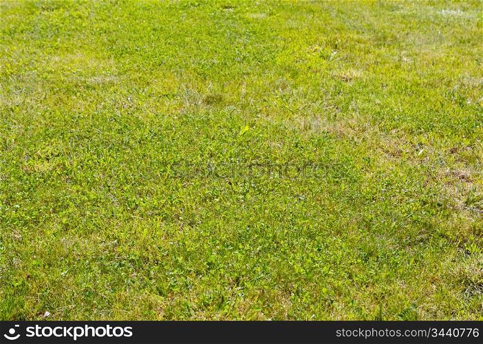 Texture of the green grass in the natural turf
