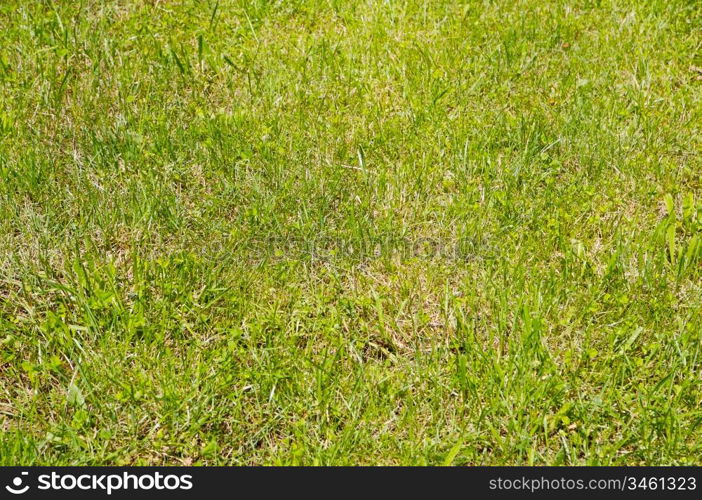 Texture of the green grass in the natural turf