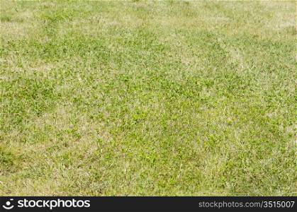 Texture of the green grass in the natural turf
