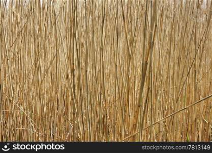 texture of the old dry sedge, background