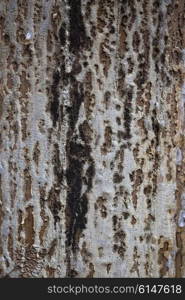 Texture of the old pine trunk with dried resin