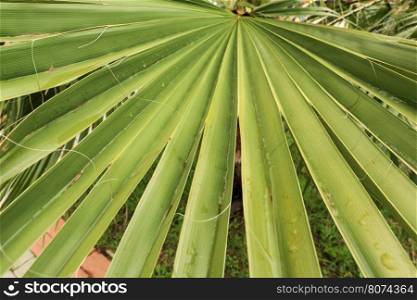 Texture of the palm leaf, background.