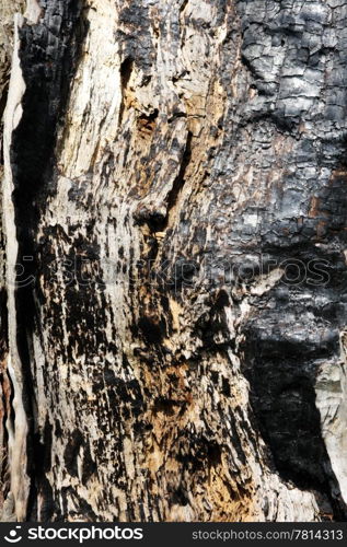 texture of the scorched tree