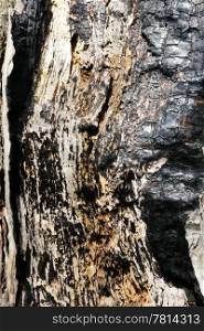 texture of the scorched tree