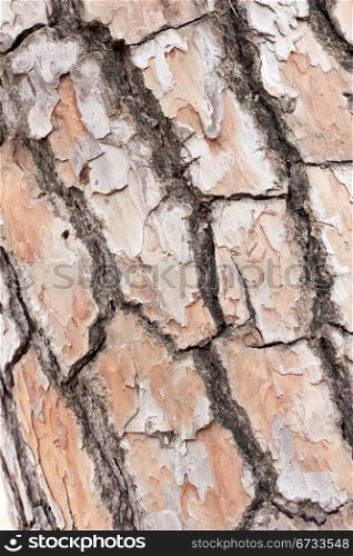 texture of the trunk of a tree