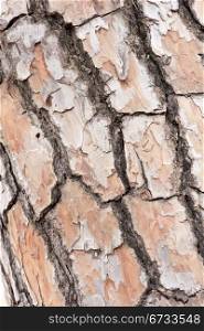 texture of the trunk of a tree