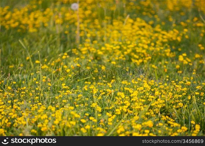 Texture of the yellow grass in the natural turf