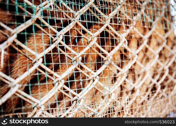 Texture of tiger in farm with iron mesh background.