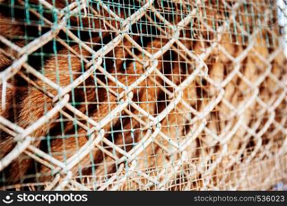 Texture of tiger in farm with iron mesh background.
