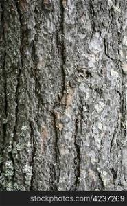Texture of tree bark background closeup