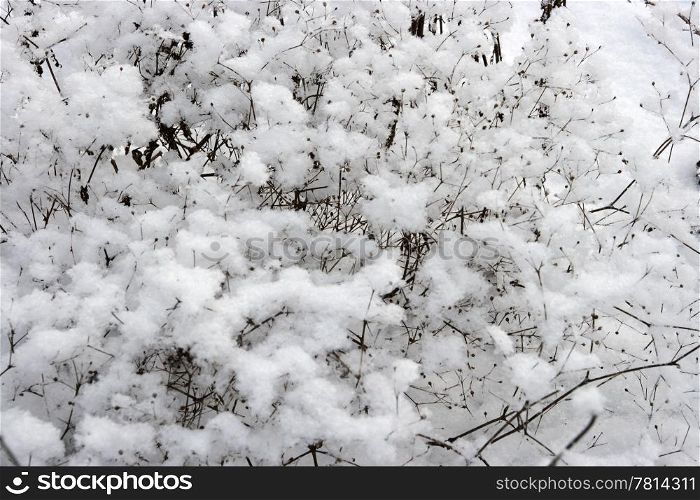 texture of tree in to snow
