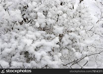 texture of tree in to snow