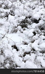 texture of tree in to snow