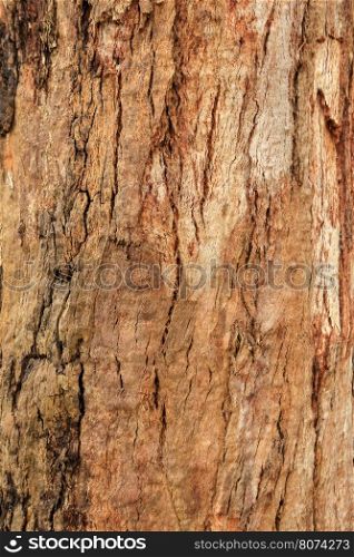 Texture of umber brown tree, background.