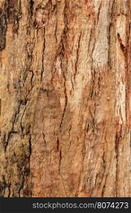 Texture of umber brown tree, background.