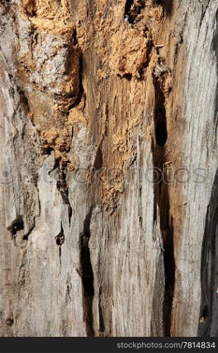 texture of umber brown wood tree
