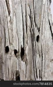 texture of umber grey wood tree
