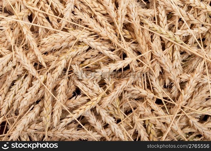 Texture of wheat ears