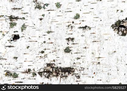 Texture of white birch bark can be used for background