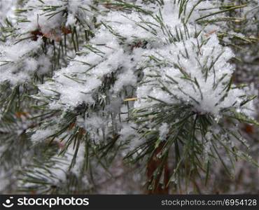 Texture of winter forest plants on a background