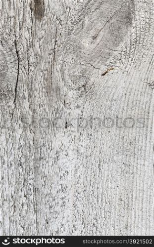 Texture of wood background closeup. The Texture of grunge wood background. Closeup