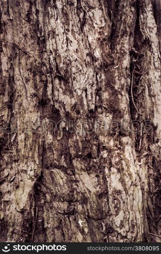 Texture Of Wood. bark of tree texture