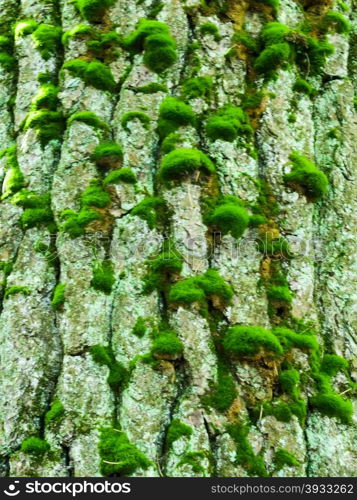 texture of wood covered with moss. texture of wood covered with green moss