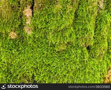 texture of wood covered with moss. texture of wood covered with green moss