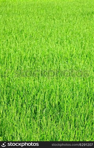 Texture of Young green rice plants close up