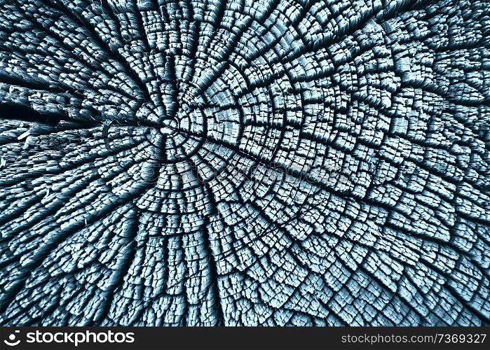 texture old tree blue / abstract wood texture background
