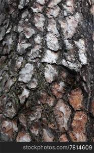 texture Pine bark of tree