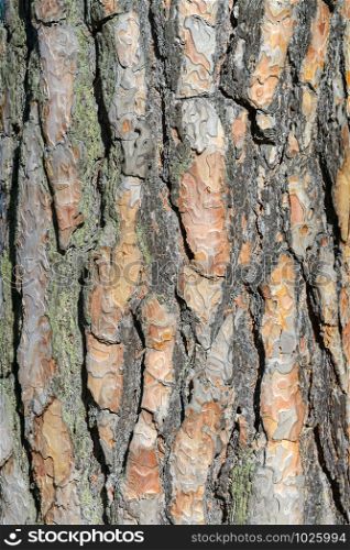 Texture pine tree bark. Natural background