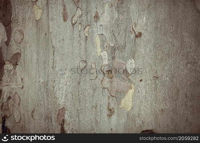 Texture shot of brown tree bark, filling the frame. Tree bark texture