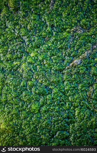 Texture surface of the green swamp closeup