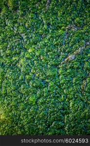 Texture surface of the green swamp closeup