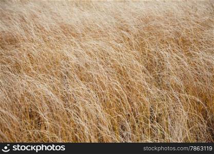 Texture yellow grass sloping wind