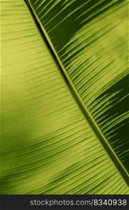 Textured abstract background made of green banana tree leaf. A beautiful background for the text.. Textured Abstract Background of Banana tree leave.