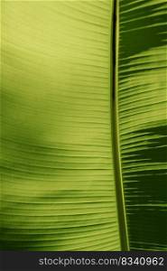 Textured abstract background made of green banana tree leaf. A beautiful background for the text.. Textured Abstract Background of Banana tree leave.