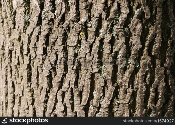 Textured bark that can be use as a background