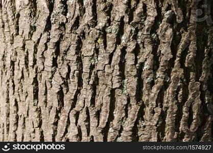 Textured bark that can be use as a background