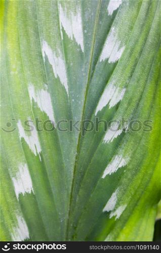 textured green leaf close up